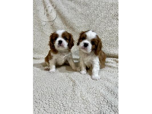 King Charles Cavalier Spaniel